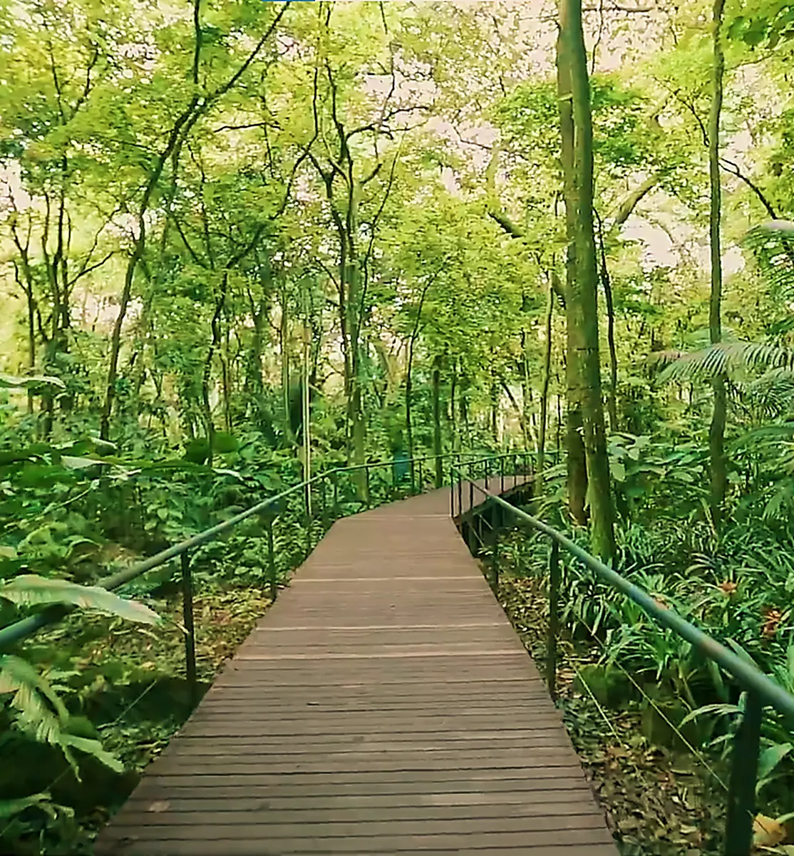 Conoce el Jardin Botanico de Medellin a lo largo de los Siglos Historia y Transformación: Conoce el Maravilloso Jardín Botánico de Medellín a lo largo de 2 Siglos