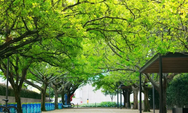 Medellín es Más que Provenza